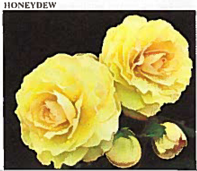 B. ‘Honeydew’